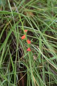 Image result for Striga junodii