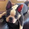 Frenchie puppies can become unpleasant little. Https Encrypted Tbn0 Gstatic Com Images Q Tbn And9gcqpifcla Jkt4rydp7zsazg3j80ogquz1cfutd9s9d Hjkrlxpz Usqp Cau
