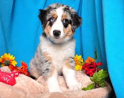 Browse thru miniature australian shepherd puppies for sale in new jersey, usa area listings on puppyfinder.com to find your perfect puppy. Australian Shepherd Breed Summary Shake A Paw Shake A Paw New Jersey S Puppy Superstore