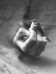 Look At The Birds Of The Air They Neither Sow Nor Reap Trusting Matthew 6 26 Look At The Birds Of The Air For They Neither Sow Nor Reap Nor Gather Into Barns Art Of Letting Go Black And White Photography Birds