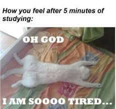 Finals How Are You Feeling Funny Cat Pictures I Love To Laugh