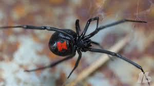 If he does not leave, he may be eaten at a later time. Abc7 Eyewitness News On Twitter Scary Woman Discovers Deadly Black Widow Spider Spider In Store Bought Grapes Https T Co Zvcirfyybo