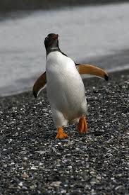 Birds That Cannot Fly List Tierra Del Fuego Argentinie Pinguins
