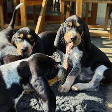 Image result for jurský honič