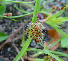 Image result for Cyperus nduru