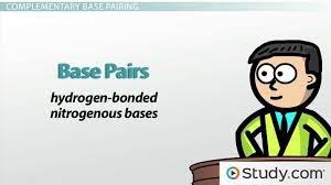 Definition substitute goods complementary goods substitutes, complements and cross elasticity of demand for a product's substitutes increases and demand for its complements decreases if the. Dna Adenine Guanine Cytosine Thymine Complementary Base Pairing Video Lesson Transcript Study Com