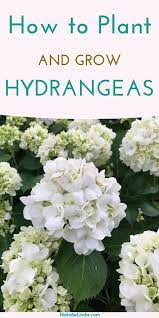 How To Grow Hydrangeas In Your Garden Natalie Linda Growing Hydrangeas Shade Shrubs Planting Hydrangeas