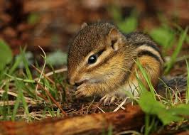 There are many steps that can help you to control if chipmunks cause serious damage to your house making you crazy, you can consider i keep my dog away by building little teepees out of miscellaneous wood or stashing them where she. 12 Clever Ways To Keep Rodents Including Chipmunks Out Of Your Garden Off The Grid News