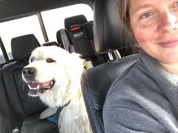 Lost Pyrenees Mix Found