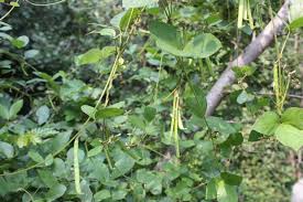 Image result for Teramnus labialis