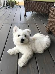 Maybe you would like to learn more about one of these? Kindness Pet Hospital 18 Photos 20 Reviews Veterinarians 6744 W County Hwy 30a Santa Rosa Beach Fl Phone Number Yelp