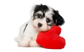 Pin By Anna Arun On Cutest Pets In The Universe Cute Dogs Animals Cute Animals