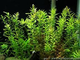 Image result for Nesaea ondongana