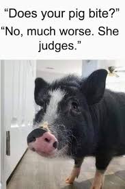 Judgmental Pigs Baby Pigs Pig Pig Memes