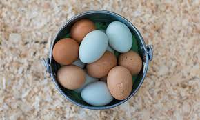If you spend $7 weekly for a dozen farmers market eggs, then yes, raising chickens probably will save you money. 6 Things To Know About Raising Backyard Chickens Techlifetoday