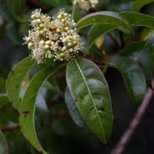 Image result for Heteropyxis natalensis