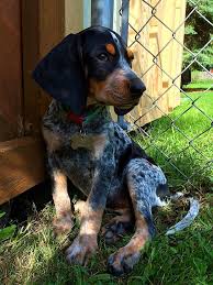 Black And Tan Treeing Walker Coonhound Beagle Mix My Dixie Girl Blue Tick Coonhound Hound Dog Breeds Coonhound Puppy Bluetick Coonhound