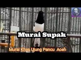 Murai batu blorok supak semi panda di tokopedia ∙ promo pengguna baru ∙ cicilan 0% ∙ kurir instan. Murai Supak Murai Unik Dan Langka Dari Ujong Pancu Aceh Youtube
