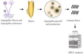 Viewing the fungi under a microscope, micheli was reminded of the shape of an aspergillum (holy water sprinkler), from latin spargere (to sprinkle), and named the genus accordingly. Aspergillus Flavus And Aspergillus Ochraceus Inhibition And Reduction Of Aflatoxins And Ochratoxin A In Maize By Irradiation Sciencedirect