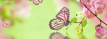24,395 free images of butterflies. Butterflies And Ladybugs Facebook Covers