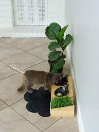 start living in harmony with your pets this modern elevated cat feeder will look good in any home designed for maximu cat decor pet home cat furniture design