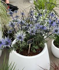 Image result for Aneilema zebrinum