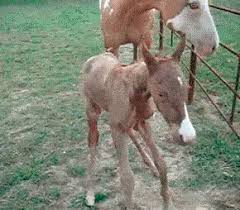 If there is a violation of the rules, please click the report button and please use karma decay to see if your gif has already been submitted. How Do I Say This Child You Re A Mule Gif On Imgur