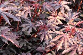 The common name for flowering maple houseplant refers to the similarly shaped leaf of the maple tree, however, abutilon striatum is not actually related to the maple tree family. Red Leaf Hibiscus Free Stock Photos In Jpeg Jpg 1920x1280 Format For Free Download 681 41kb