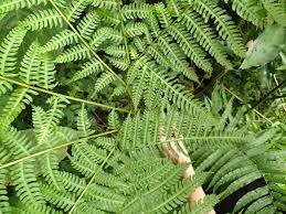 Image result for Pteris intricata