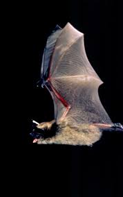 Bats tend to show up indoors more often at this time of year because young bats born in the spring are now old enough to take to the air in search of food and new places to live. Little Brown Bat Government Of Yukon