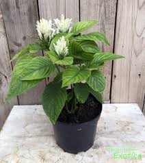 Image result for Justicia carnea