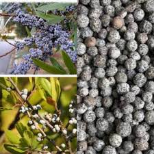 Image result for Myrica serrata