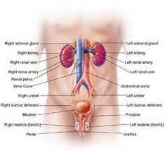 Sep 02, 2020 · the proper way to describe the lower limb is the lower extremity. Male Anatomy Lower Abdomen Anatomy And Physiology Physiology Anatomy