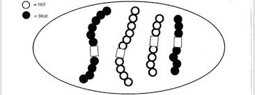 Some of the worksheets displayed are meiosis matching work, answer key for meiosis work, meiosis and mitosis answers work, biology 1 work i selected answers, meiosiswork 2, chapter 13 meiosis and sexual life cycles, answer key, mitosisworklayerspartsflat2. Worksheets 9 10 Biol Lab Flashcards Quizlet