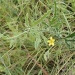 Image result for Cucumis prophetarum