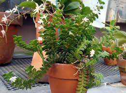 Image result for Angraecum distichum