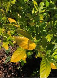 Maybe you would like to learn more about one of these? Gardenia Leaves Turning Yellow Iron Deficiency Or Lack Of Water