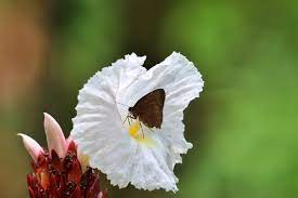 We did not find results for: The Datai Langkawi The Interaction Between Butterflies And Flowers Is The Perfect Example Of Symbiotic Mutualism The Butterfly Travels From One Flower To Another Feeding On Nectar And Spreading Flower Pollen