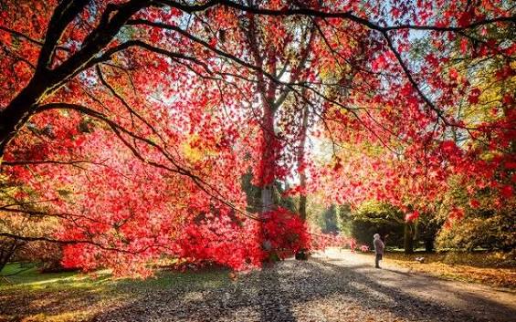Chasing joy through music and autumn colour