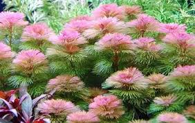 Image result for Cabombaceae