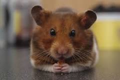 Everything You Need to Know About Teddy Bear Hamsters - DuePet