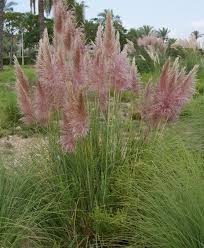 Pampasgras Rosafeder Cortaderia Selloana Rosafeder Pflanzen Schatten Pampasgras Graser Pflanzen