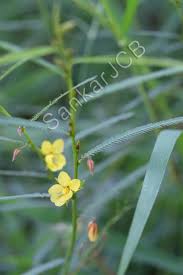 Image result for Chamaecrista mimosoides
