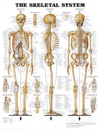 Almost every muscle constitutes one part of a pair of identical bilateral. The Skeletal System Anatomical Chart Poster Print Prints At Allposters Com Human Skeleton Anatomy Human Bones Anatomy Skeleton Anatomy