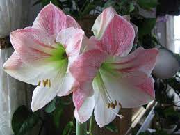 Amaryllis Apple Blossom In Bloom Apple Blossom Amaryllis Bloom