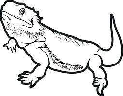 Bearded Dragon Coloring Pages Best Coloring Pages For Kids Bearded Dragon Coloring Page Free Dragon Coloring Page Bearded Dragon Tattoo Bearded Dragon Colors