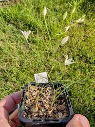 Image result for Litanthus pusillus