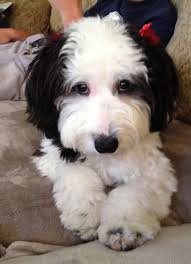 We did not find results for: Micro Sheepadoodle Puppies For Sale Near Me Off 60 Www Usushimd Com