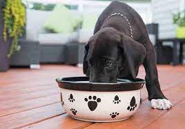 Jeder napf ist eine auftragsarbeit, die in der dk.keramik werkstatt angefertigt wird und daher ein unikat. Hundenapf Mit Namen Kaufen Hundefressnapf Aus Keramik Edelstahl Hunde Seite Alles Uber Hunde