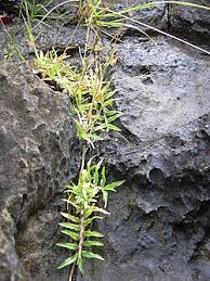 Image result for Sorghastrum stipoides